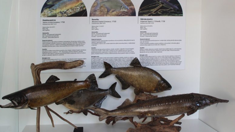 Nove prirodoslovne zbirke u muzeju