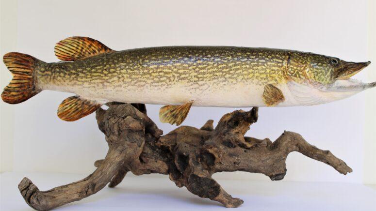 Nova akvizicija i preparacija štuke (Esox lucius Linnaeus, 1758)