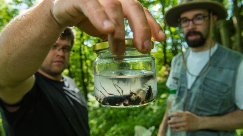 Terenska entomološka prikupljanja i istraživanja šire okolice grada Karlovca