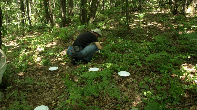 Istraživanje i prikupljanje entomofaune u Karlovačkoj županiji u 2019. godini